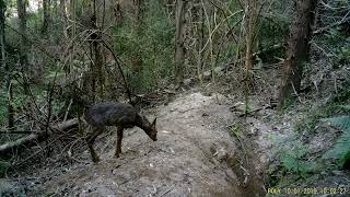 nuestra fauna @josea.fontes5222 by Jose A. Fontes 158 views 2 weeks ago 3 minutes, 10 seconds