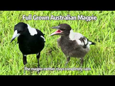 Full Grown Australian Magpie, Still Screams At Its Mother For Food!