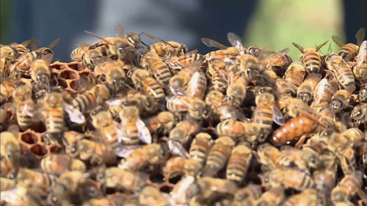 maryland bee removal