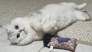 Gentle play of Joy the cat by Happy kittens – Alfa Assoluto 900 views 1 year ago 1 minute, 40 seconds