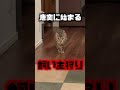 猫が飼い主の命を狙う瞬間の映像#shorts