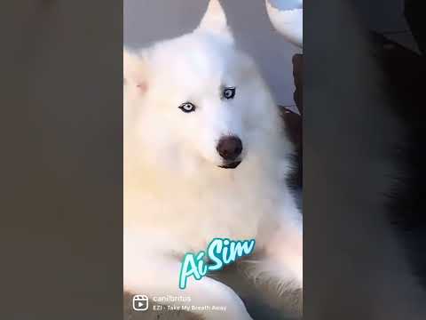 Husky Siberiano Branco