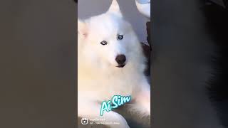 Husky Siberiano Branco