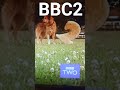 bbc2