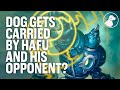 Dog Gets Carried by Hafu and His Opponent | Dogdog Hearthstone Battlegrounds