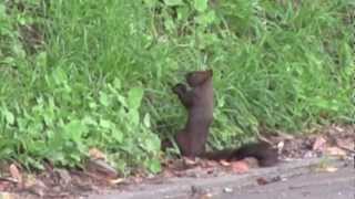 クルミをくわえるエゾリス 白いエゾリス 検索動画27 クルミをくわえるエゾリス 白いエゾリス 検索動画 27
