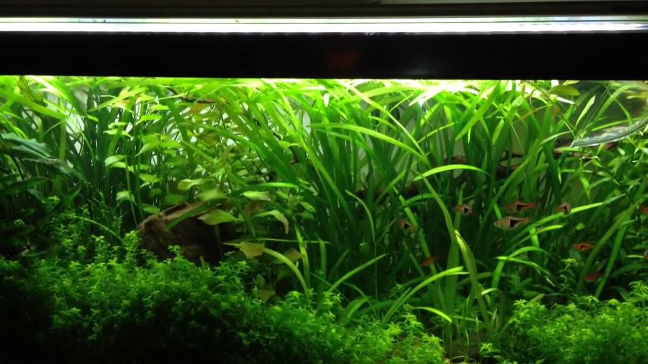 HOW TO Dial in Pressurized CO2 system YouTube