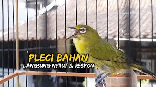 Pleci Bahan Pasti Langsung Nyaut Dan Respon Dalam Hitungan Menit