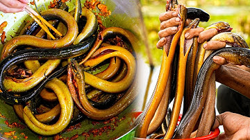 Đặt Trúm Lươn Đồng Làm Món UM Lá Nhàu Non—Cuộc Sống Người Dân ở Rừng U Minh —