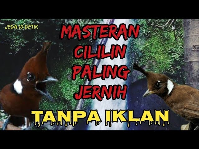 Masteran Cililin Suara Jernih Nembak Panjang + Jeda 10 Detik. class=