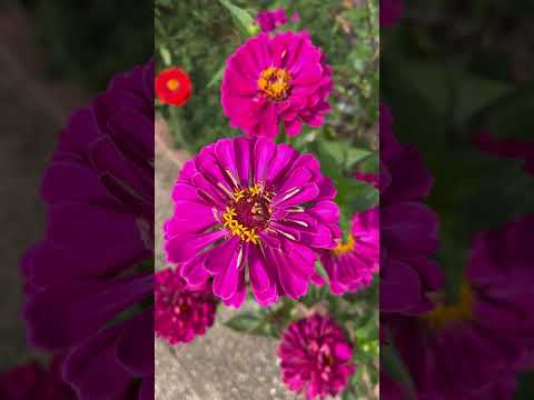 🎬 Video relacionado con semillas de flores para exterior