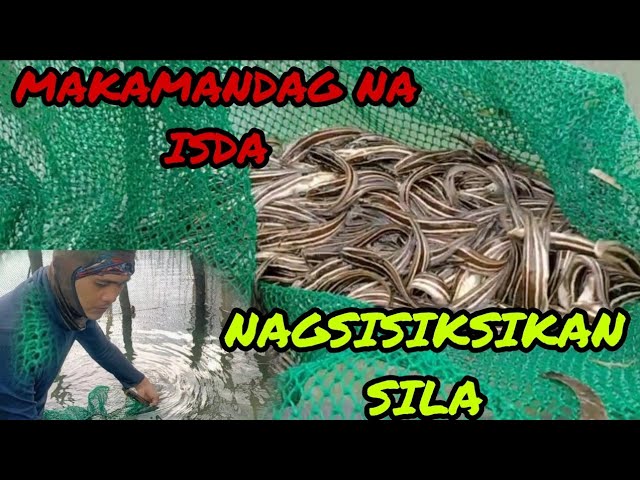 CATCHING CATFISH O ISDANG HITO IN FISH  TRAPS@FishingBrothersPH@JaperSniperOfficial#catfish 