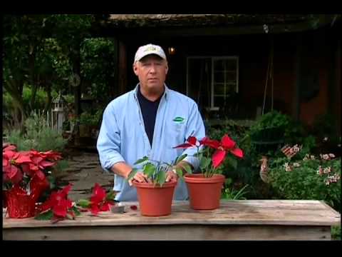 Video: Membaja Poinsettia - Ketahui Tentang Baja Untuk Tumbuhan Poinsettia