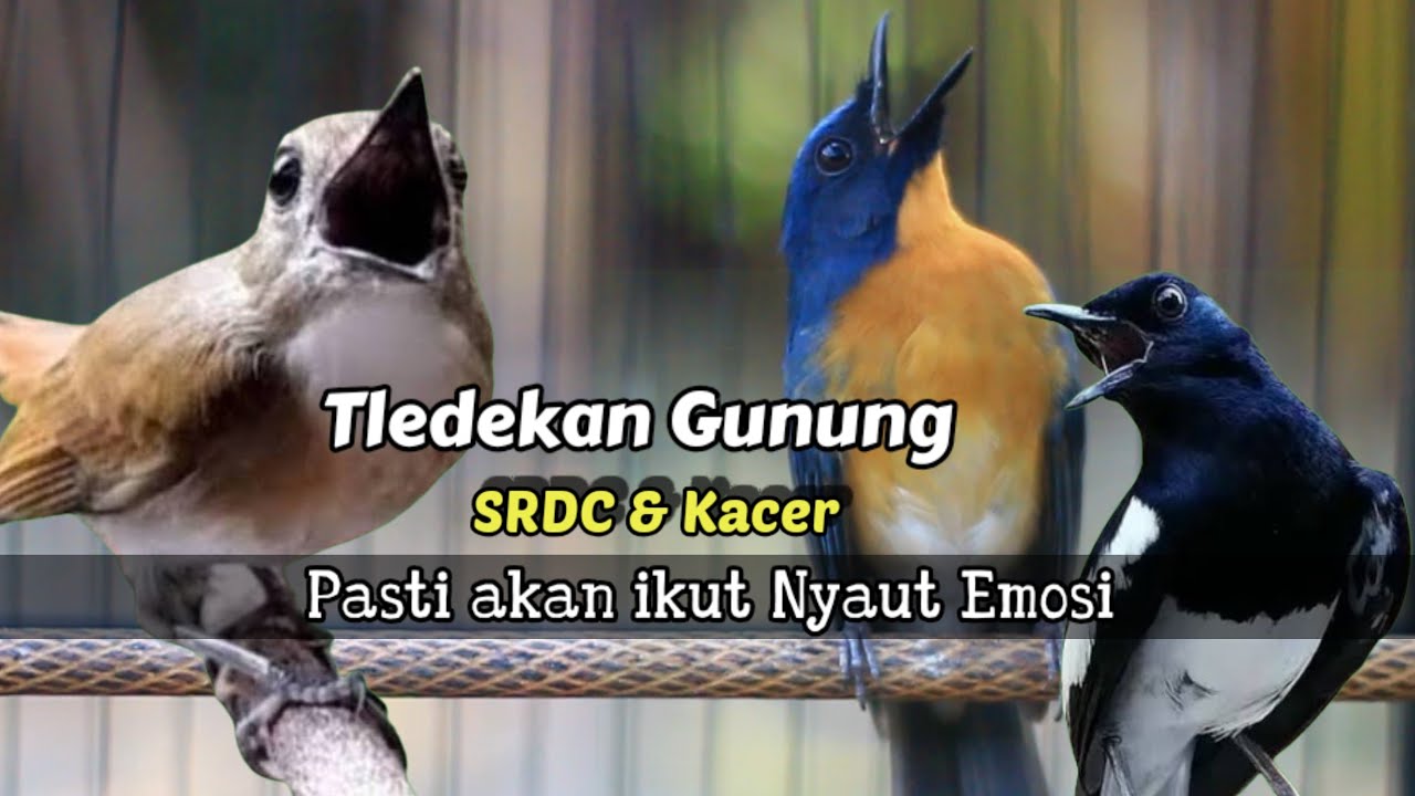 TLEDEKAN GUNUNG GACOR KACER DAN SRDC PASTI NYAUT