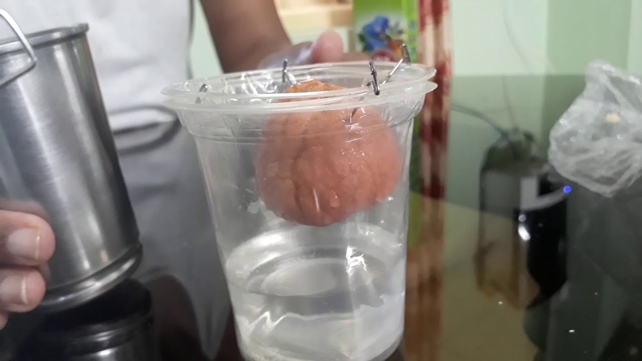 Avocado or butter fruit seed germination in home part 1 YouTube