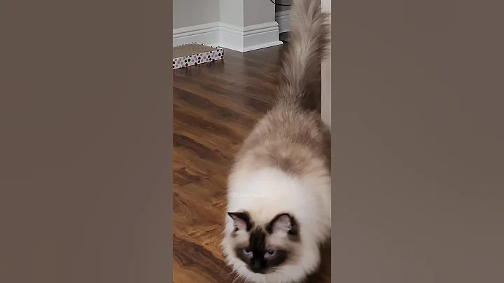 Video 6998311: ragdollcat catlover, catlover kittycat, ball cat