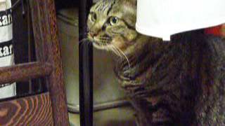P1060506かめ吉　猫の咳　診察用 首を前に突き出している