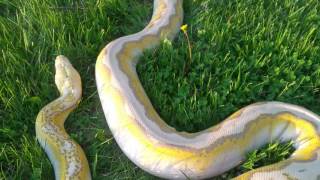 Reticulated Python