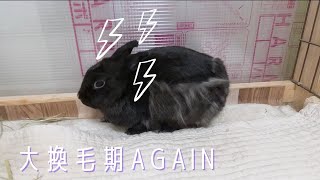 【うさぎ】大換毛期すぎる。。。