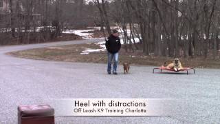 Dachshund/ Beagle Mix "Lokee" Before and After. Beagle and Dachshund training in Charlotte