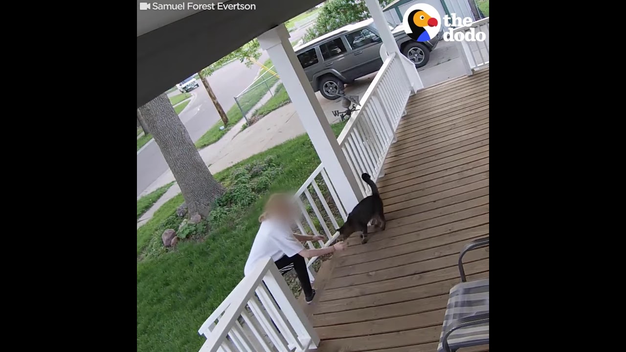 Cat Escapes From Woman Trying To Steal Him SECURITY FOOTAGE The Dodo