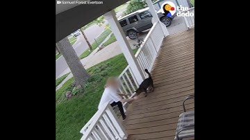 Cat Escapes From Woman Trying to Steal Him - SECURITY FOOTAGE | The Dodo