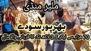 Malir Mandi Karachi Cattle Rates Update on 14-May-2024 | Ajj Mandi Full|Vip Soda Hogaya | #cowmandi