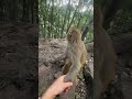 monkey se hand mulao#monkeyvideo #monkey #animals #trendingshort #youtubeshorts #virelreels