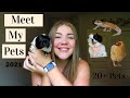 Meet My Pets (20+ Pets!) | Girl Meets Pets