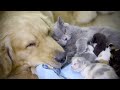 絶対に赤ちゃん猫から離れたくないゴールデンレトリバー・母猫と一緒に赤ちゃん猫の世話をするゴールデンレトリバー