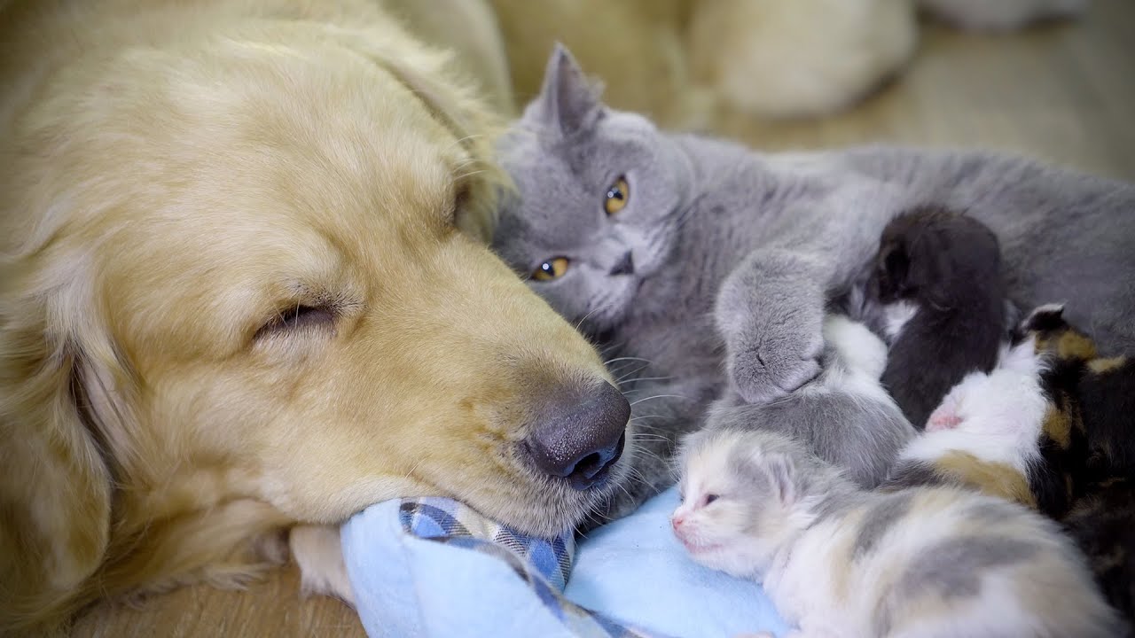 初めて赤ちゃん猫に会ったハスキー犬とゴールデンレトリバーたちの反応に癒される エンタメウィーク 初めて赤ちゃん猫に会ったハスキー犬とゴールデンレトリバーたちの反応に癒される エンタメウィーク