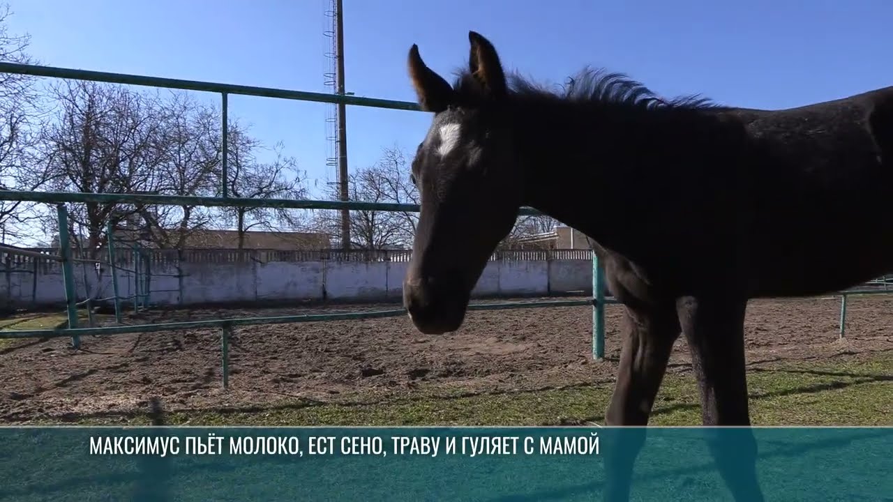 Первый жеребёнок за последние 3 года: пополнение в конной милиции