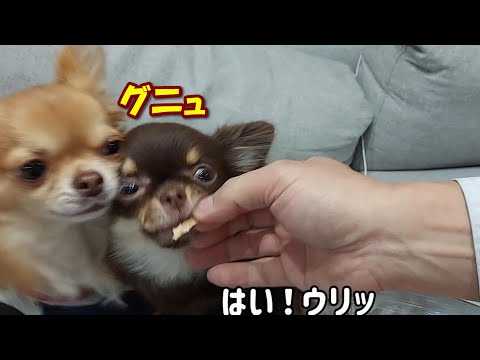 妹チワワにおやつを奪われてしまったときのウリの反応が切ないけど可愛い