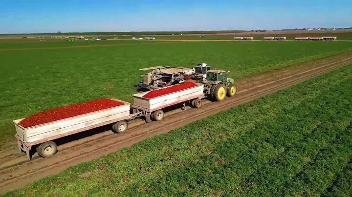 2022 California Tomato Harvest. Check out the highlights from 2022 when it was dry! #farming