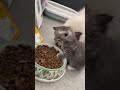 sudah kuat gigimu? #cat #kitten #catfunny