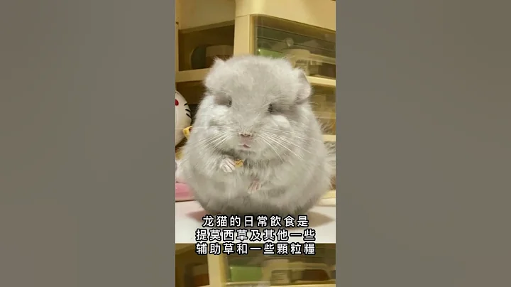 龍貓好養嗎？龍貓吃什麼食物？龍貓雖然可以但他也是會生氣的哦！提摩西草，龍貓糧歡迎咨詢哦➕line:ccat789    ➕wechat:ccat321  #生活  #萌寵  #龍貓 - 天天要聞