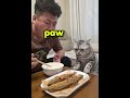 This Genius Cat Used a Helmet to Steal the Fish 😂🐱🐟 #Shorts