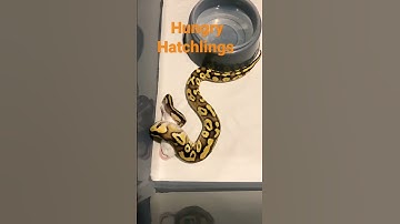Hungry ball python hatchlings 🔥🔥👍  #shorts #ballpython