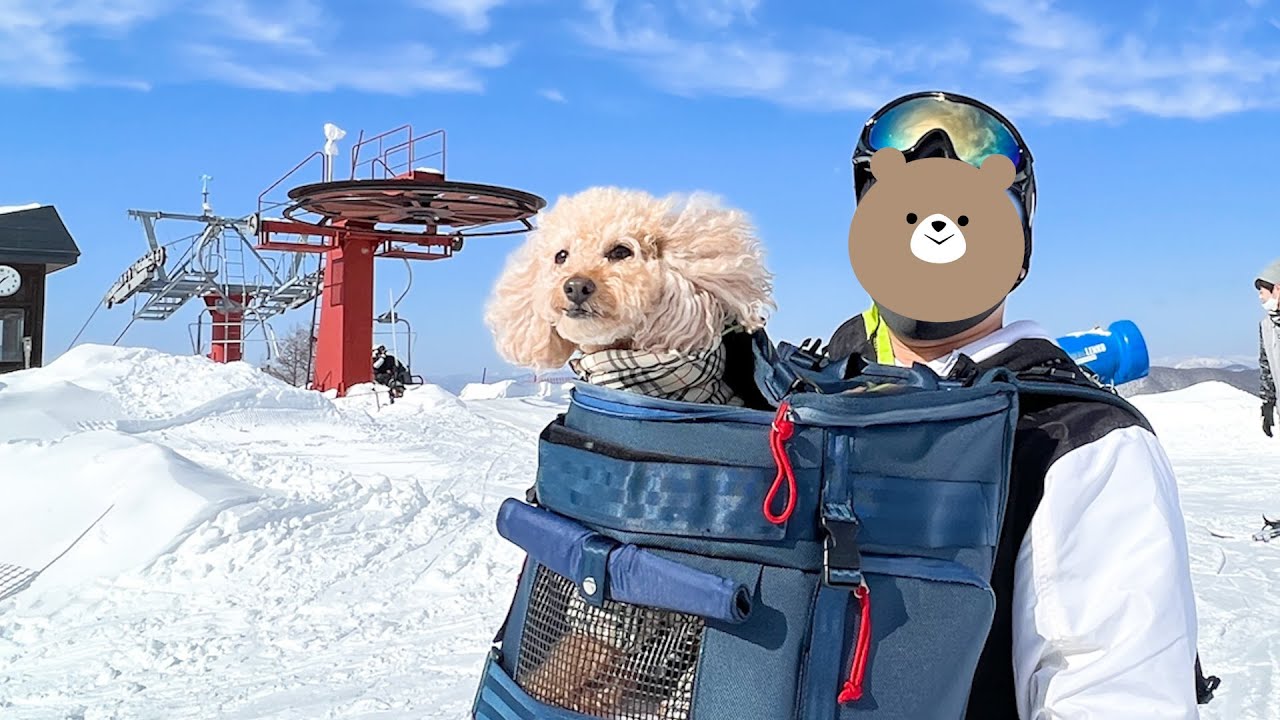 スキー場で犬と一緒に滑ってみたら楽しすぎました【大きいトイプードル】軽井沢スノーパーク