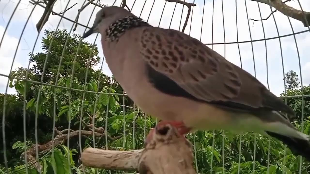 Tiếng chim cu gáy kích bổi nhanh nổi, cu gáy mồi luyện bổi