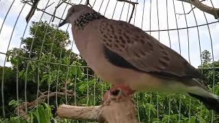 Tiếng chim cu gáy kích bổi nhanh nổi, cu gáy mồi luyện bổi