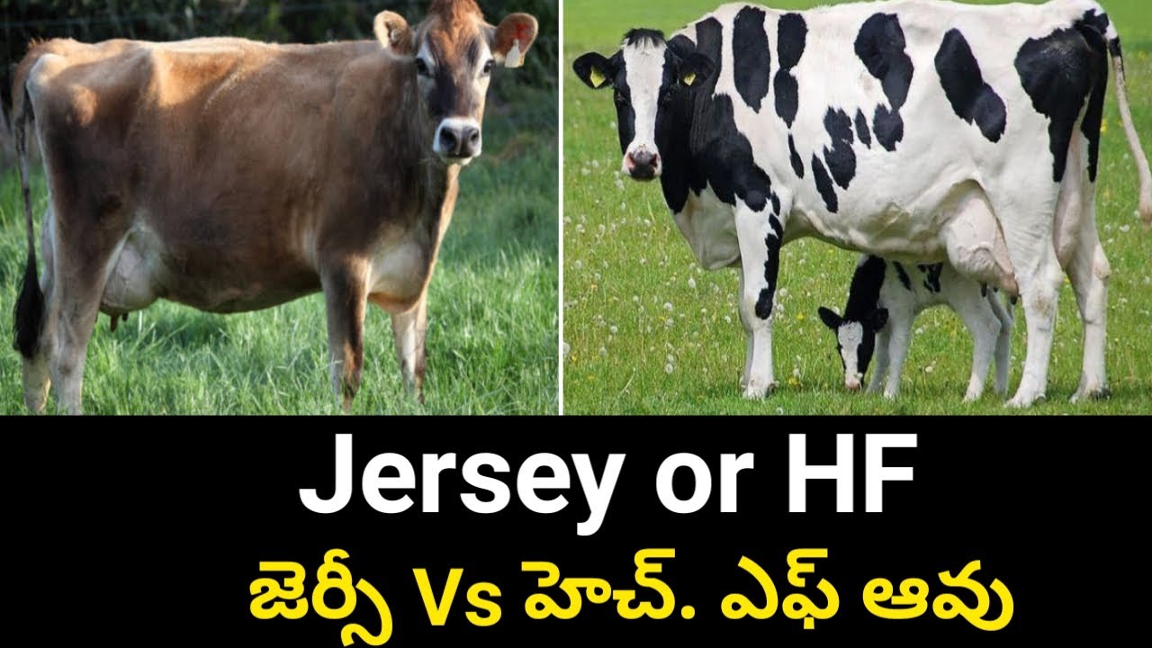 HF or Jersey Cow which is Best for Successful and Profitable Dairy