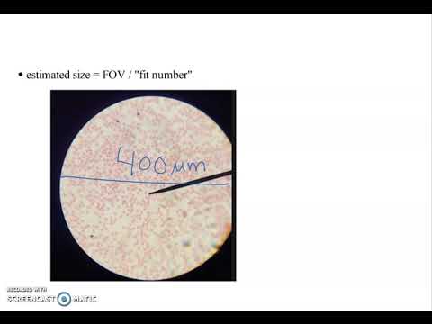 Estimating Size using the Microscope