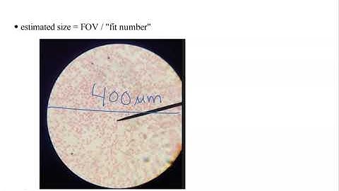 Estimating Size using the Microscope