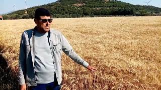 Yerli Buğday Tohumu Sarı Mustafa Çiftçinin Yüzünü Güldürüyor