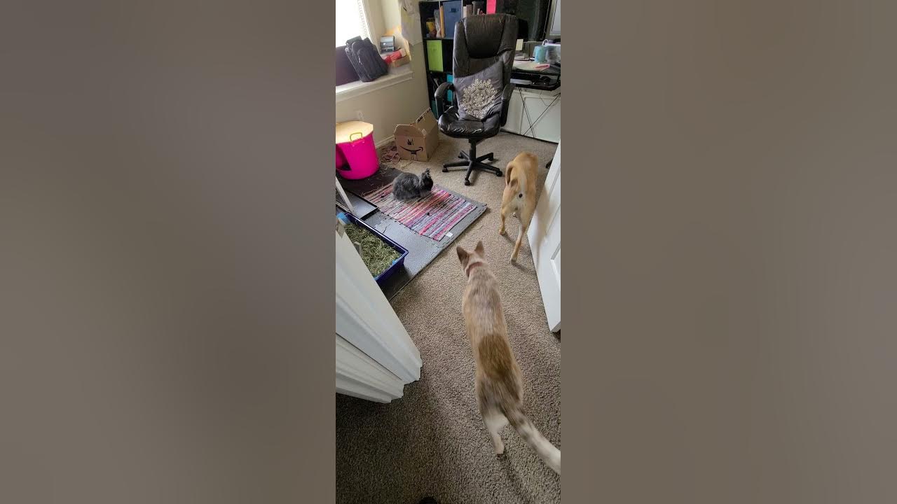 Rabbit honking at the dogs YouTube