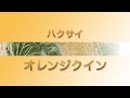 タキイ【品種解説】ハクサイ「タキイ交配・オレンジクイン」
