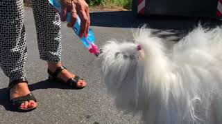 Transportabel drikkedunk til hunde