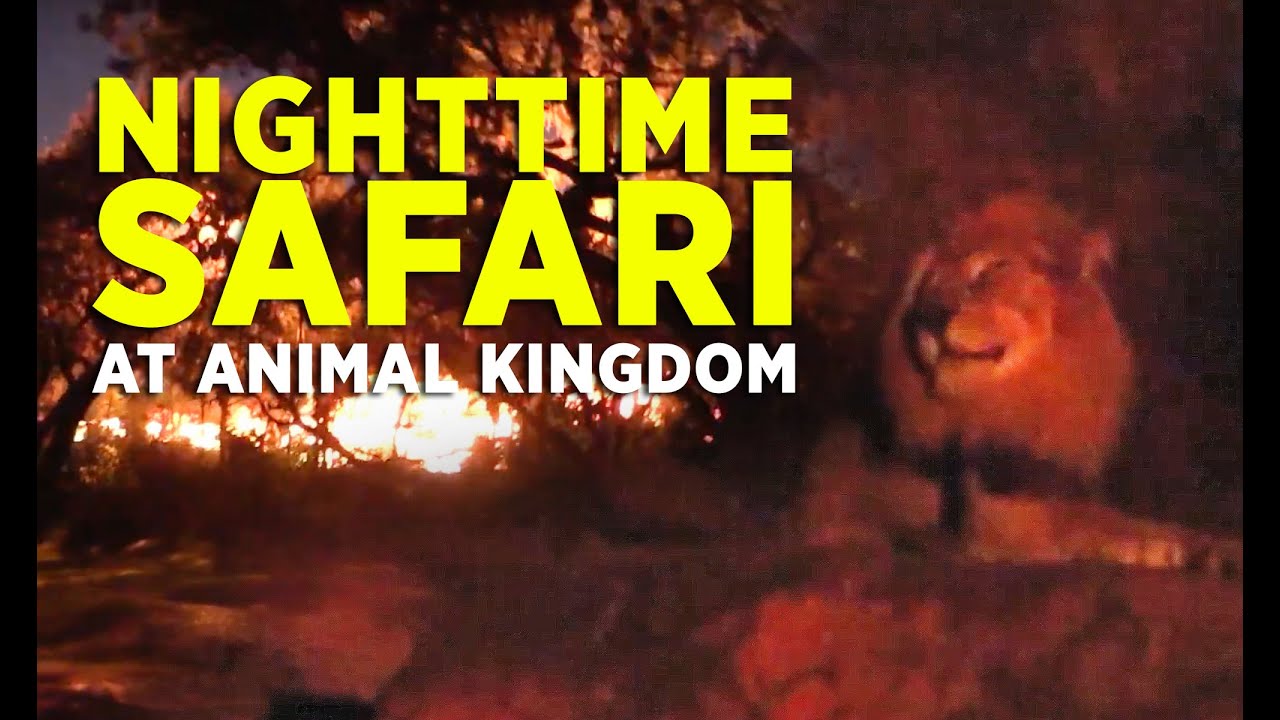 night time safari disney