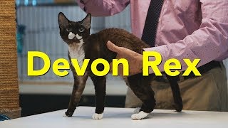 The Devon Rex at a TICA Cat Show